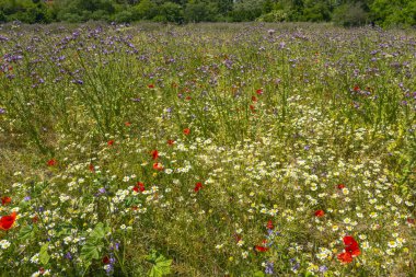 Güzel bir tarla dolusu beyaz papatya ve mor çiçekli devedikeni.