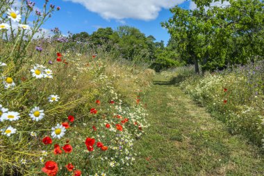 Tercih edilen yerler, besin zengini topraklardaki çayırlar, parklar ve bahçelerdir.
