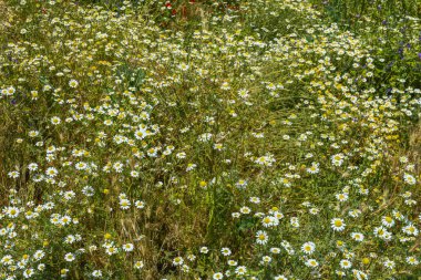 Bazı karışık türlerin çayırları tohum paketleri 2 'de satılır.