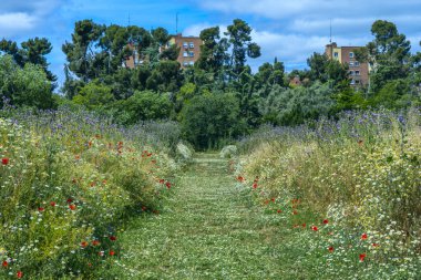 Yaban Çiçeği terimi çiçek açan bitkiyi ifade edebilir, eğer çiçek açmıyorsa, ve sadece çiçek 2 'yi değil.