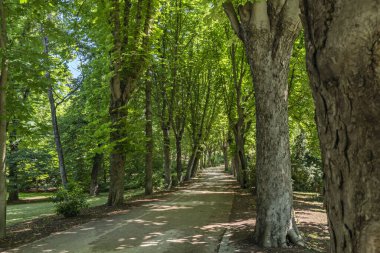 Bitkilerin büyümelerini ve gelişimlerini hızlandırmak için güneş ışığını kimyasal enerjiye dönüştürdükleri fotosentezden sorumludurlar.