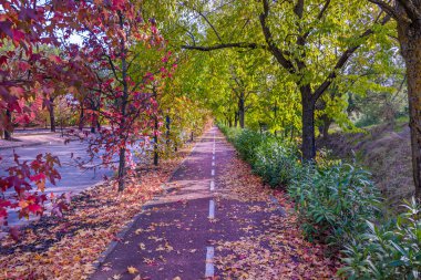 Renkli bir duvar halısı: Çok renkli yapraklar: Yol, toprak, kahverengi, turuncu ve kırmızı tonlarda düşmüş yapraklardan oluşan bir halıyla kaplıdır