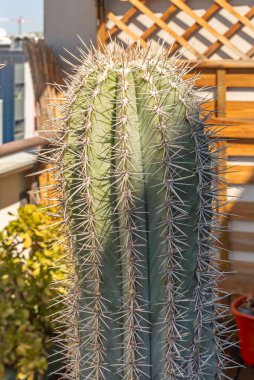 head of a large cereus cactus full of sharp spikes clipart