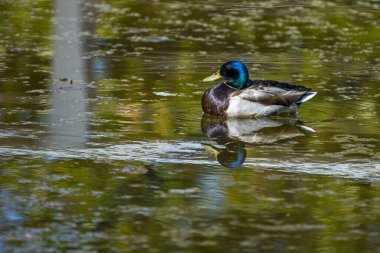 Yaban ördekleri, gadwall gibi Anas cinsi içindeki en yakın akrabalarıyla ve kısa kuyruk gibi daha uzak akraba türlerle melezleşerek çeşitli melezler üretirler.