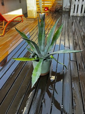 Islak ahşap zeminde aloe bitkisi olan tencere.