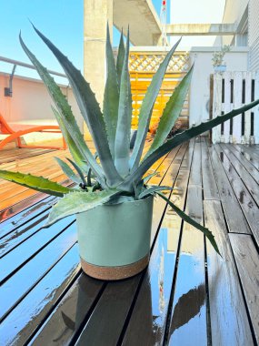 Çatı katındaki terasın nemli ahşap zemininde aloe bitkisi olan tencere.