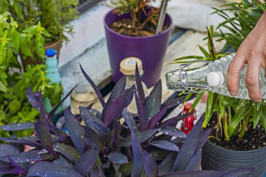 Günün bu saatinde su içmen de önemli bir faktör. Genellikle, sabah veya öğleden sonra erken saatlerde su verilmesi önerilir.