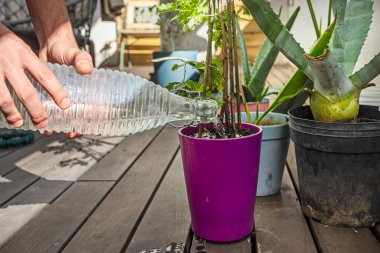 Kısacası, çatı terasında etkin bir şekilde işletilen bitkiler her türün ihtiyaçlarını gözlemlemeyi, günün doğru saatini belirlemeyi ve uygun sulama tekniğini kullanmayı içerir.