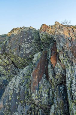 Yoğun siyah damarlarla mermer etkisi, soluk kemik tonuyla şiddetli tezat oluşturur.