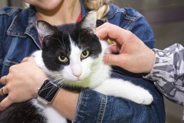 Yeşil gözlü, çizgili bir kedi yavrusunu tutan kadınların ellerini kapatın..