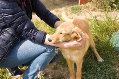 Outddor evsiz hayvan barınağı. Üzgün melez köpek mutlu ziyaretçi barınağı. Bir köpek evlat edinmek için seçtiğiniz kız. Kız çocuk odası köpekler için gönüllü. Sokak köpekleri için barınak.