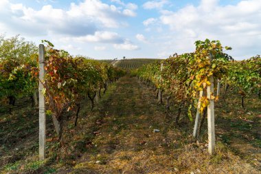 Azerbaycan, Sonbahar hasat mevsiminde bir üzüm bağında olgunlaşmış asma bitkilerinin yanında