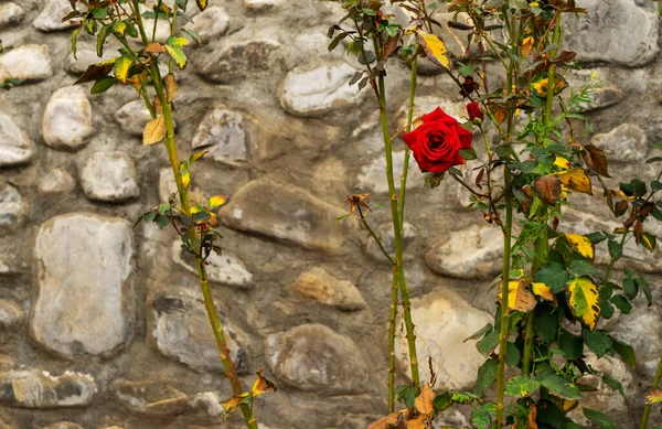 a Bush of red roses against a stone wall.
