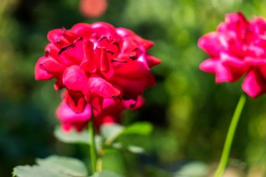 Bahçedeki yeşil bitkilerin arka planında güzel kırmızı güller.
