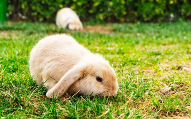 Fransız RAM cinsinden küçük güzel bir tavşan bahçede dinleniyor.