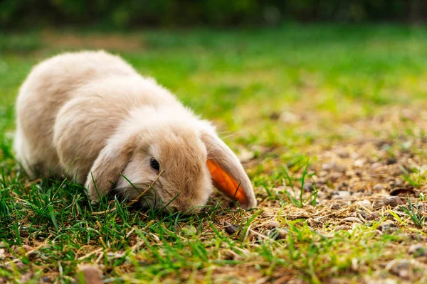 Fransız Ram Cinsinden Küçük Güzel Bir Tavşan Bahçede Dinleniyor — Stok fotoğraf