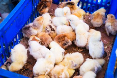 Küçük siyah beyaz tavuklar kafeste