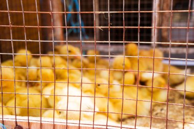 Tavuk, ördek, kaz pazarda satılık.