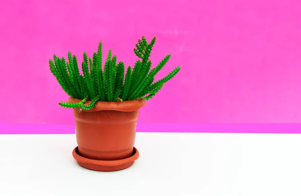 Home Plant Hylocereus Een Bruine Pot Een Roze Achtergrond — Stockfoto