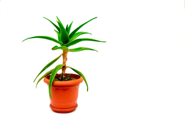 Aloe Vera Planta Uma Panela Isolada Fundo Branco Home Conceito — Fotografia de Stock