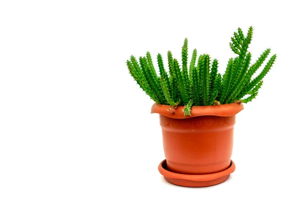 Home Planten Hylocereus Een Bruine Pot Een Witte Achtergrond — Stockfoto