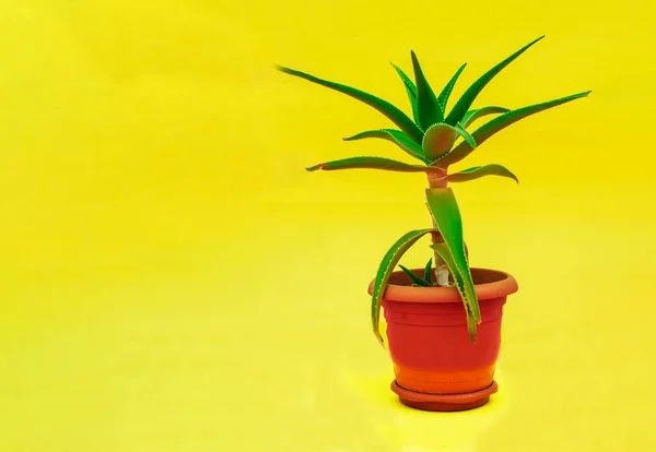 Green Aloe Vera Deixa Fundo Amarelo Desfocado Com Espaço Para — Fotografia de Stock