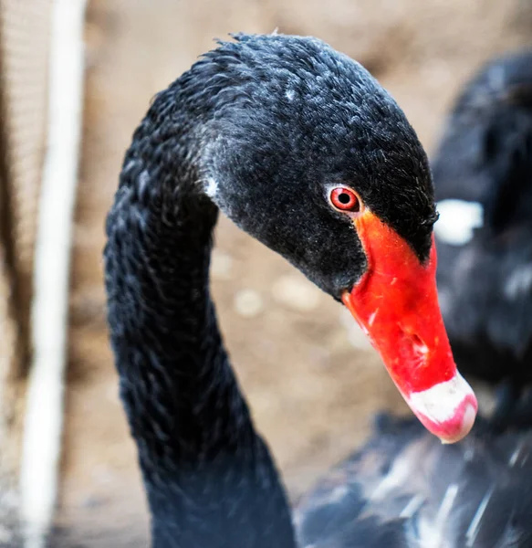 Primer Plano Hermoso Cisne Negro —  Fotos de Stock