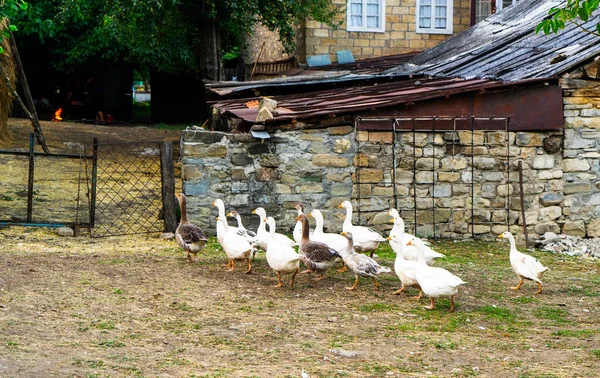 Kümes Hayvanları Çiftliğinde Bir Grup Beyaz Yerli Kaz Ördek — Stok fotoğraf