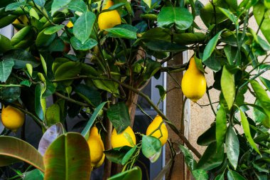 Ev ve bahçe dekorasyonu için saksıda portakal meyvesi bulunan portakal ağacı, süs bitkisi çiftliği, ağaçta olgunlaşmış portakal..