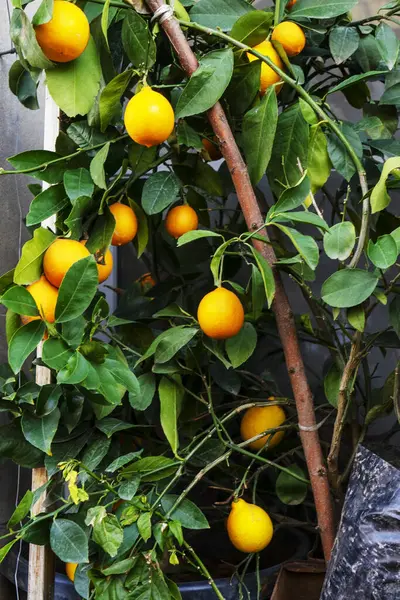 Orange tree with orange fruit in flower pot for home and garden decoration, ornamental plant farm, ripe orange on the tree.