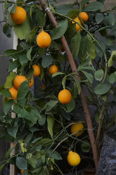 Orange tree with orange fruit in flower pot for home and garden decoration, ornamental plant farm, ripe orange on the tree.