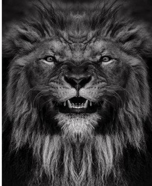 Siyah beyaz bir erkek Afrika aslanı portresi, Panthera leo, yeleli ve burnu yaralı..