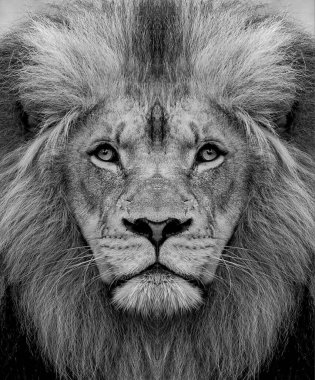 Siyah beyaz bir erkek Afrika aslanı portresi, Panthera leo, yeleli ve burnu yaralı..