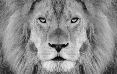 Siyah beyaz bir erkek Afrika aslanı portresi, Panthera leo, yeleli ve burnu yaralı..
