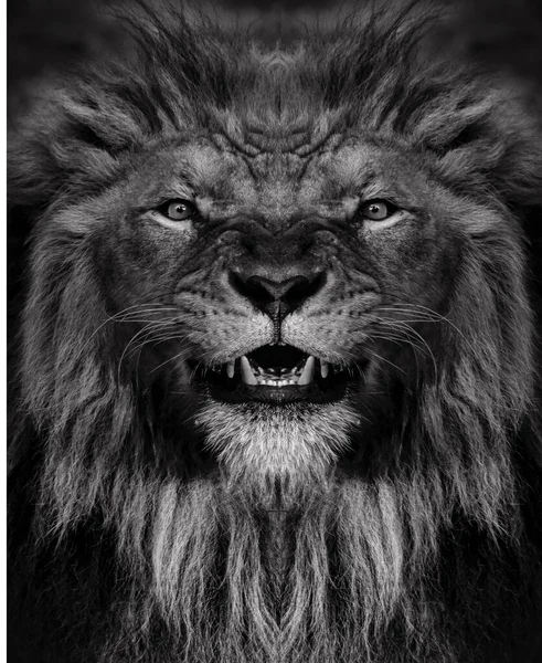 Siyah beyaz bir erkek Afrika aslanı portresi, Panthera leo, yeleli ve burnu yaralı..