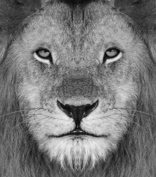 A black and white portrait of a male African lion, Panthera leo, direct gaze with a mane and scarred nose.
