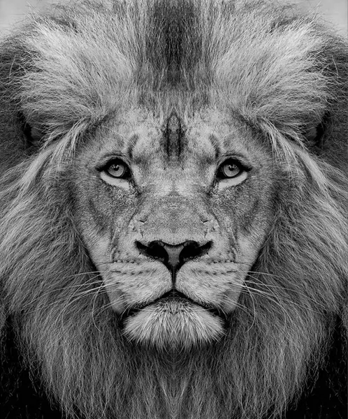 A black and white portrait of a male African lion, Panthera leo, direct gaze with a mane and scarred nose.
