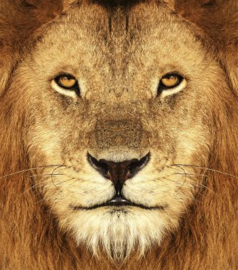 Erkek bir Afrika Aslanı 'nın güzel portresini kapat..