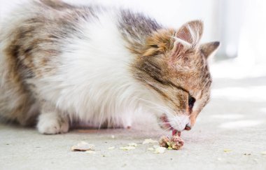 Evsiz kedi insanların getirdiği yemeği yiyecek..