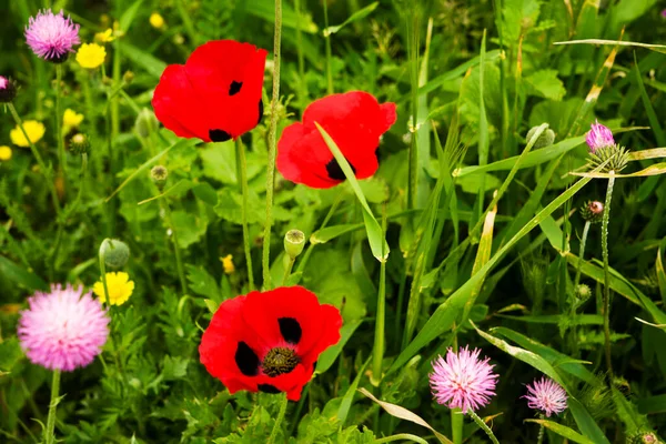 Red poppies grow in a green clearing
