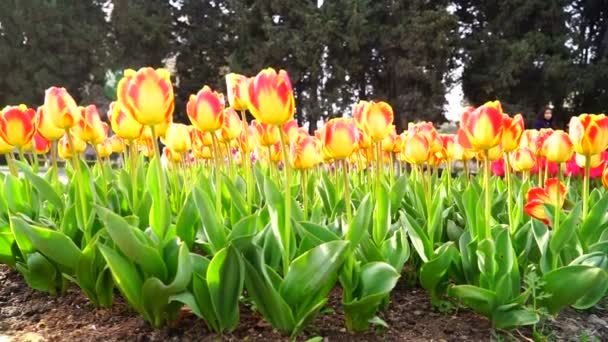市内公園の花壇で赤と黄色のチューリップが成長します — ストック動画