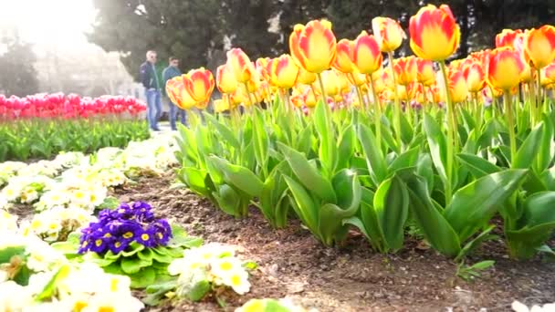Rote Und Gelbe Tulpen Wachsen Auf Einem Blumenbeet Stadtpark — Stockvideo