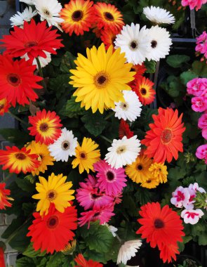 Kırmızı, beyaz, sarı, turuncu, yeşil yapraklı ve otlu yeşil çayır..