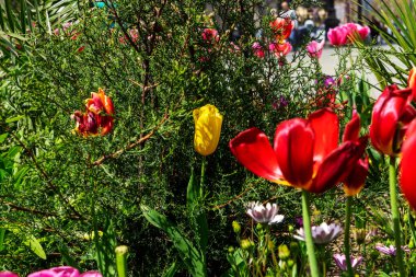 Parkta açan kırmızı laleler, açık havada çiçek açan çiçekler. Dünya Lale Günü. Lale tarlası, doğa, bahar, çiçek arka planı..