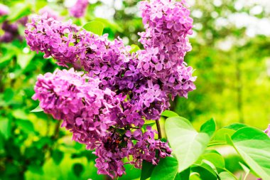 Baharda büyük leylak çalısı. Bahar leylağının parlak çiçekleri. Bahar leylak çiçekleri yakın plan. Güzel çalı çırpı çiçekleri.