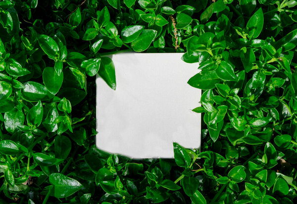 Креативный макет из зеленых лепестков с бумажной карточной купюрой. Плоский лежал. Концепция природы.