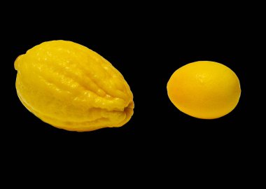 Siyah arka planda iki büyük sarı limon. Sağlıklı beslenme