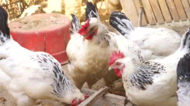 Bahçede yürüyen ve beslenen bir sürü farklı cinsten renkli tavuk ve horoz var.