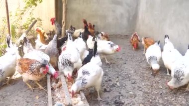 Bahçede yürüyen ve beslenen bir sürü farklı cinsten renkli tavuk ve horoz var.