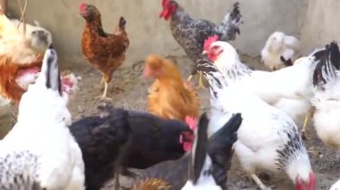 Bahçede yürüyen ve beslenen bir sürü farklı cinsten renkli tavuk ve horoz var.